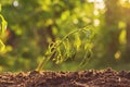 dying withered sprout in earth, drought season climates