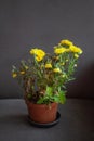 dying yellow chrysanthemum on gray background Royalty Free Stock Photo