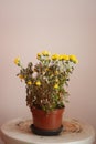 dying yellow chrysanthemum on white background Royalty Free Stock Photo