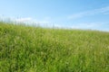 Dyke with grass by Bronkhorst in The Netherlands