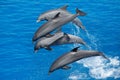 Dynamic Atlantic Bottlenose Dolphins Leaping in the Sea Royalty Free Stock Photo