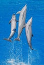 Dynamic Atlantic Bottlenose Dolphins Leaping in the Sea Royalty Free Stock Photo