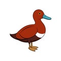 Dynamic Baer's Pochard Swimming Gracefully Royalty Free Stock Photo