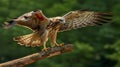 Dynamic Balance: Hawk Capturing Prey With Strong Grip On Horizontal Stick