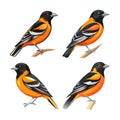 Dynamic Baltimore Oriole Bird Artwork Royalty Free Stock Photo
