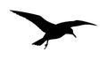 Dynamic Bird in Flight Silhouette with Sharp Wings, vector design Generative AI Royalty Free Stock Photo