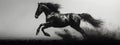 Dynamic black and white horse silhouette in fast galloping motion Royalty Free Stock Photo