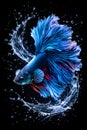 Dynamic Blue Betta Fish With Flowing Fins Creating Dramatic Water Splash Motion Royalty Free Stock Photo