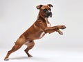 Dynamic Boxer in Studio Pose Royalty Free Stock Photo