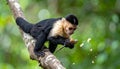 Wild Capuchin Monkey Eating on a Jungle Branch Royalty Free Stock Photo