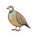 Dynamic Chukar Partridge Bird Artwork Royalty Free Stock Photo