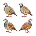 Dynamic Chukar Partridge Bird Artwork Royalty Free Stock Photo