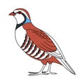 Dynamic Chukar Partridge Bird Artwork Royalty Free Stock Photo