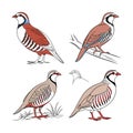 Dynamic Chukar Partridge Bird Artwork Royalty Free Stock Photo