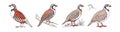Dynamic Chukar Partridge Bird Artwork Royalty Free Stock Photo