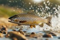 Dynamic Close up of a Brown Trout Leaping in Water With Splashing Drops and River Stones