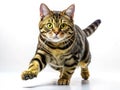 Dynamic Dash of a Dark Brown American Shorthair A Macro View of a Running Feline Captured in Motion
