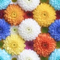 Dynamic Dense Chrysanthemum Pattern with Vibrant Colors Royalty Free Stock Photo