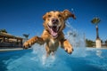 Dynamic Dog jump in pool. Generate Ai Royalty Free Stock Photo