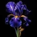 Dynamic And Dramatic: Hyperrealistic Portrait Of A Twisted Purple Iris