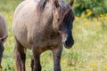 A Konik Horse walking in the Ooijpolder, in Holland, Europe Royalty Free Stock Photo