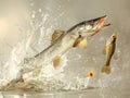 Dynamic fish leaping from water with vibrant splashes, a small fish, and a flower, detailed, high speed Royalty Free Stock Photo
