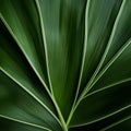 Dynamic Green Leaf: Close Up View With Organic Contours