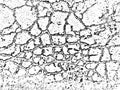 Dynamic grunge texture, asphalt cracks with large and small grains