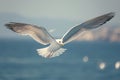 Dynamic image captures sea seagull in graceful flight