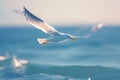 Dynamic image captures sea seagull in graceful flight