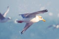 Dynamic image captures sea seagull in graceful flight
