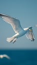 Dynamic image captures sea seagull in graceful flight