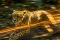 Dynamic Image of a Cheetah in Full Sprint with Motion Blur Background Capturing Speed and Wildlife Energy
