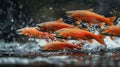 Majestic salmon leaping upstream against the current in a vibrant display Royalty Free Stock Photo