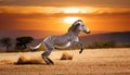 Spirited Zebra in Motion Agile Striped Marvel Leaping through the Savannah under a Warm African Sunset, Embracing Vitality and Royalty Free Stock Photo