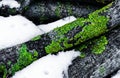 Concept of Survival and Persistence. A Dramatic Diagonal Composition of Green Lichen on Snowy Logs. Royalty Free Stock Photo