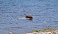 Dynamic photo of a brown dog shaking water off itself while standing in the middle of water near the shore Royalty Free Stock Photo