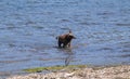 Dynamic photo of a brown dog shaking water off itself while standing in the middle of water near the shore Royalty Free Stock Photo