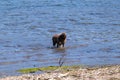 Dynamic photo of a brown dog shaking water off itself while standing in the middle of water near the shore Royalty Free Stock Photo