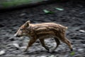 Dynamic photo of a wild boar baby in full motion