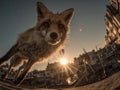 A dynamic red fox in motion against an urban backdrop, with scaffolding and clouds Running or leaping, the foxs expressive gaze Royalty Free Stock Photo