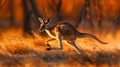 Dynamic red kangaroo in motion, high contrast against arid australian outback landscape Royalty Free Stock Photo