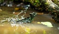 Plumed Basilisk Lizard Splashing in a Jungle Pond Royalty Free Stock Photo