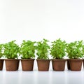 Dynamic Still Life: Row Of Brown Potted Basil Plants On White Background Royalty Free Stock Photo
