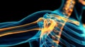 Dynamic visualization of shoulder anatomy with radiant energy fields. Generative ai.