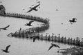 Dynamic wild-life near the fishing net fence