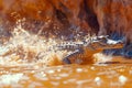 Dynamic Wildlife Photo of an Action Packed Alligator Splashing in Murky Water with Vivid Sunlight Reflections