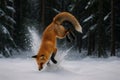 Red Fox Hunting in Snowy Forest Vector, Wildlife Predator Winter Nature Action Illustration Royalty Free Stock Photo