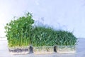 Dynamics of growth of microgreens in plastic containers of green peas. Healthy lifestyle concept. Assortment of micro greens.