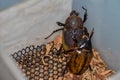 Dynastes hercules Male and female